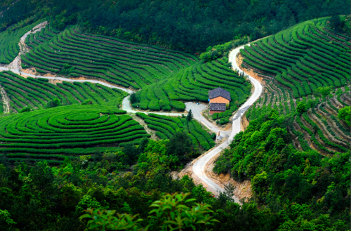 福鼎白茶|茶知识与茶文化