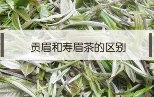 老白茶贡眉和寿眉的区别