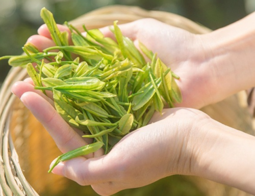 昇合茗茶 | 安吉白茶的介绍